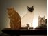 Picture of Mere Cats Glasscape Lighting Sculpture