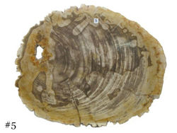 Petrified Wood Cheese Board - Large with Brown Accent