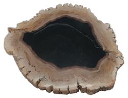 Petrified Wood Cheese Board - Small with Black Accent