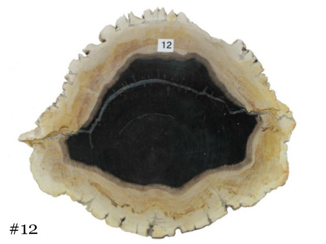 Picture of Petrified Wood Cheese Board - Small with Black Accent