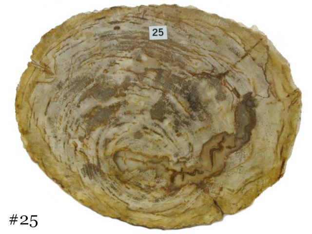 Picture of Petrified Wood Cheese Board - Small with Brown Accent